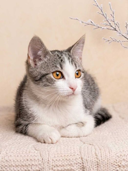 Котята бесплатно