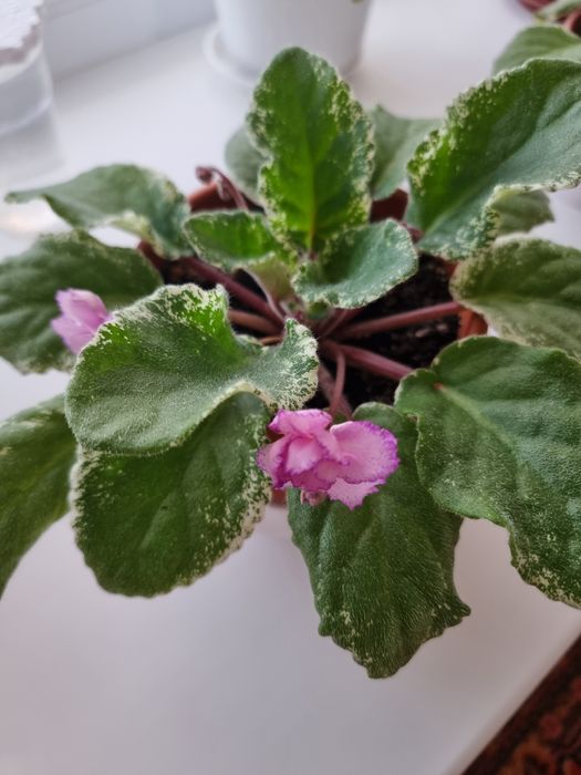 Фиалки. Очень красивые.