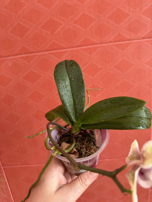 Орхидея , фаленопсис