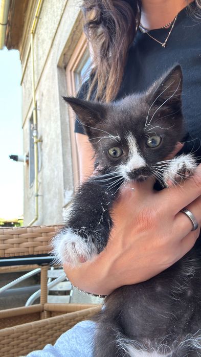 Motanel pentru adoptie