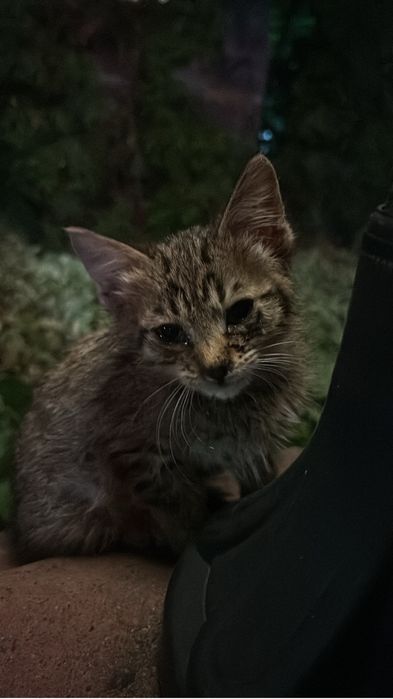 Отдадим в хорошие руки бесплатно. Котенок мытый, спокойный, с кормом.