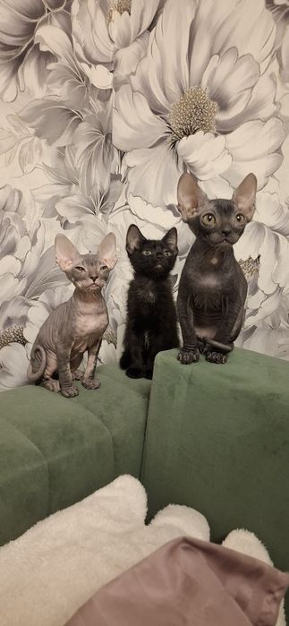 Котята донского сфинкса