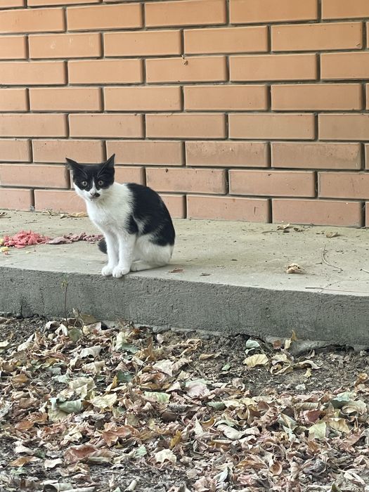 Отдам котят в добрые руки. Котята
