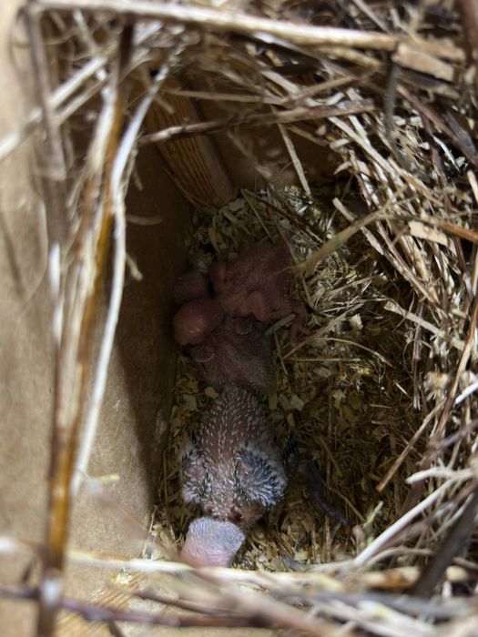 Неразлучка полапонлари