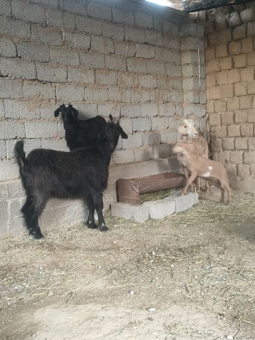 Таудын ешкилери сатылады