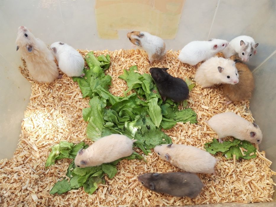 Сирийские хомячки