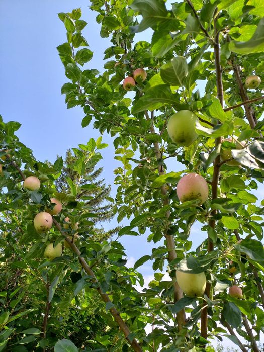 Продам дачу сад Здоровье