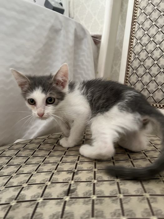 Отдам Даром! Котенок Мальчик