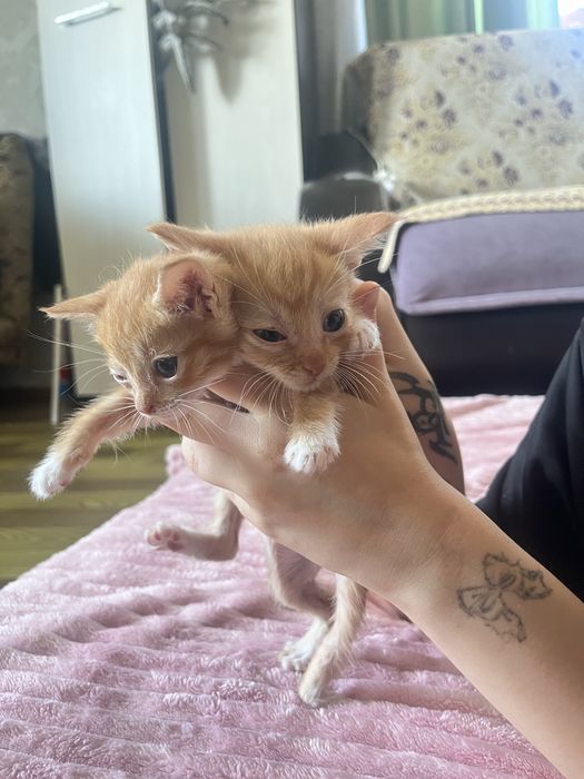 Отдам бесплатно котят