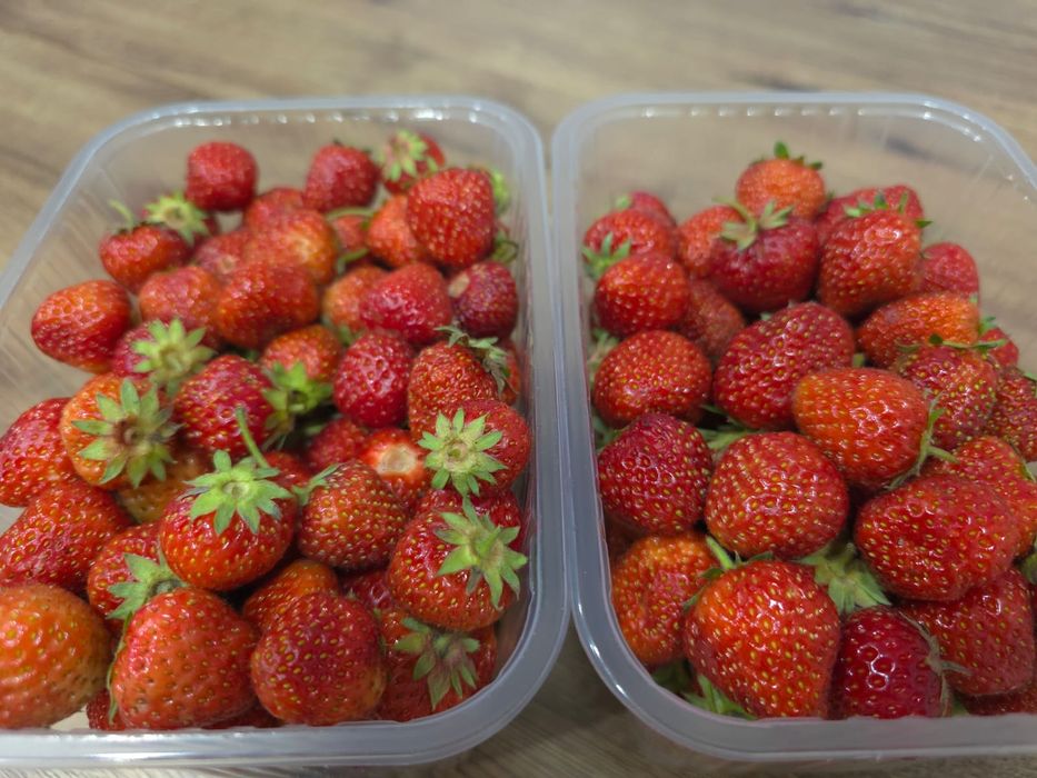 Клубника продам дачную