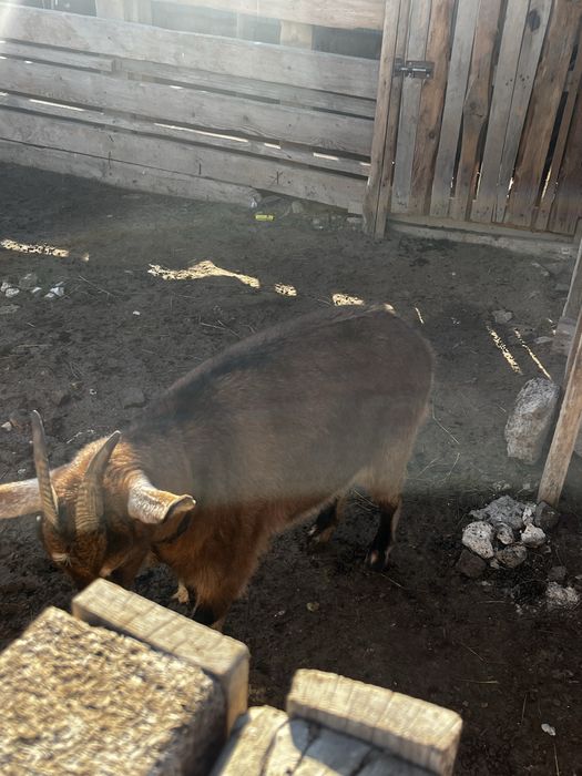 Сауын ешкі (ұрғашы буазы)