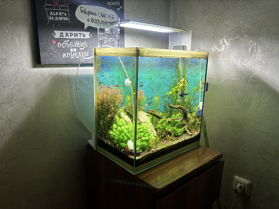 Обслуживание пресноводных аквариумов