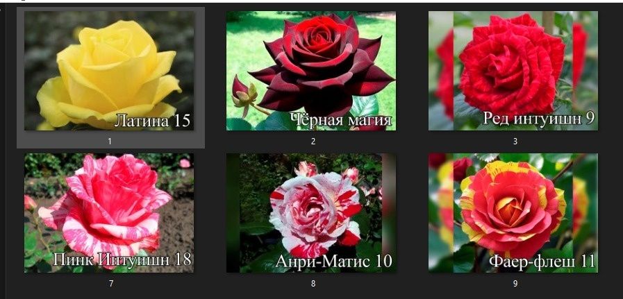 Корни роз продам