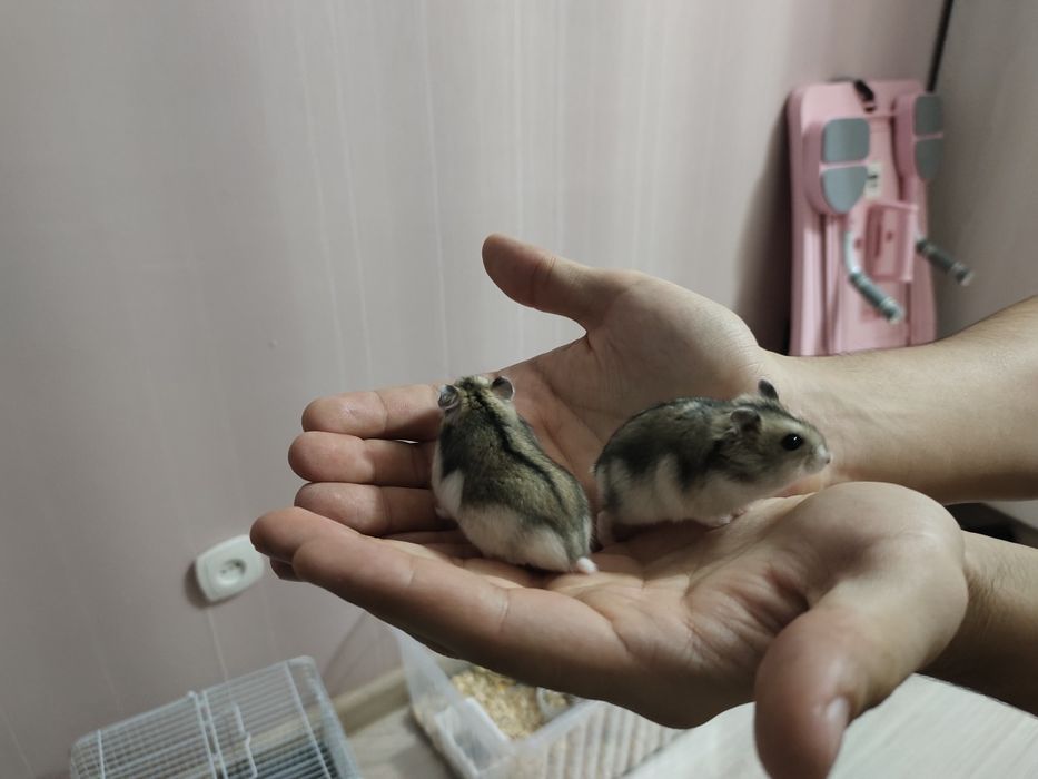 Хомяки без клеток