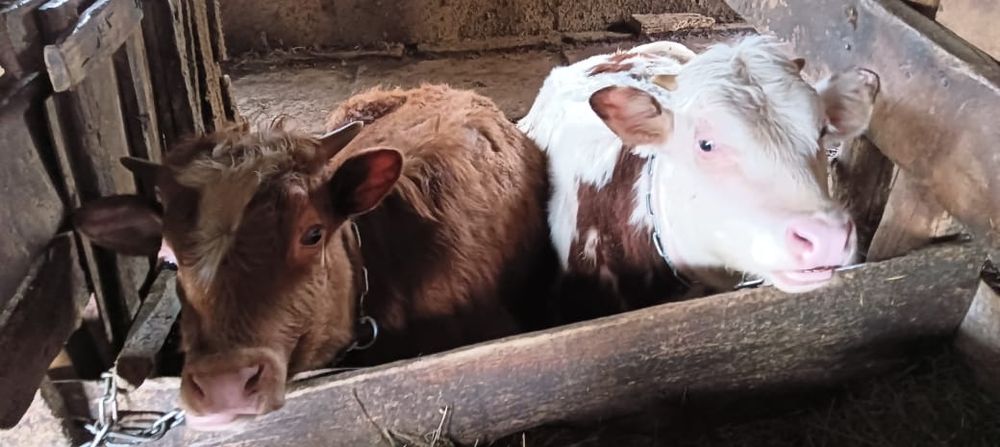 Коровы, быки, телята