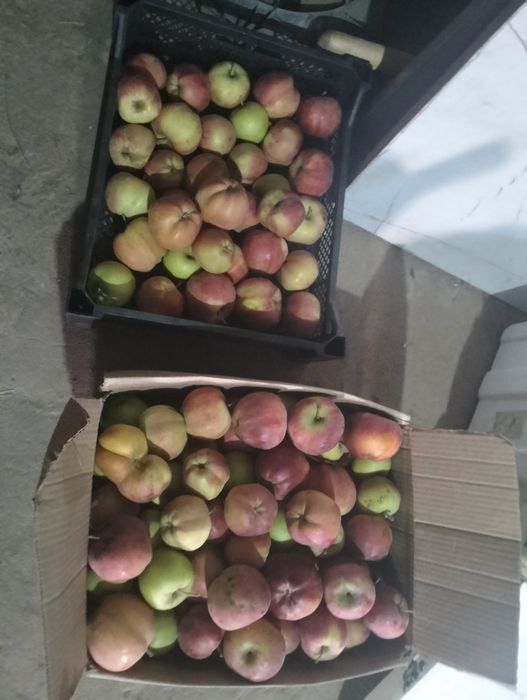 Продам яблоки. Тюлькубаские