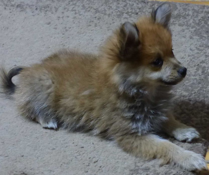 Vind pui Pomeranian