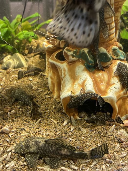 Сомики-анцистры