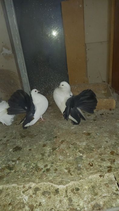 Голуби павлины кептер