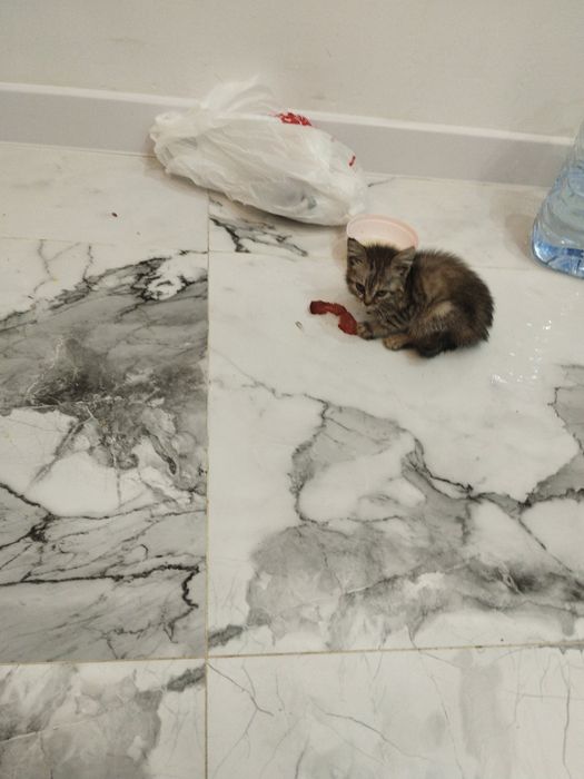 отдам котенка маленького