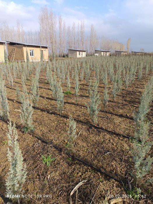 Аризонский кипарис 1 метрдан 2.5 гача 20$ дан 70$ гача