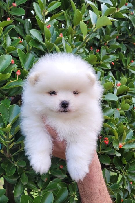 Померан-мини шпиц !!!