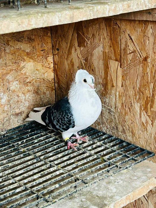 Porumbei Pescaruși Germani