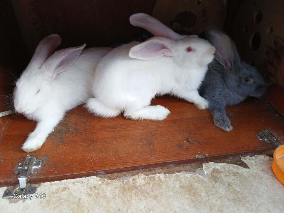 Продам кроликов и кролчата