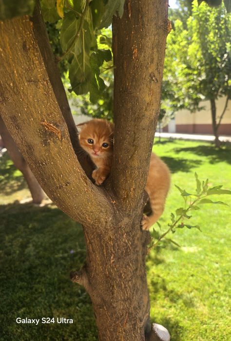 Котята редких окрасов: золотые шиншиллы, кремовые, серебристые- 2 мес