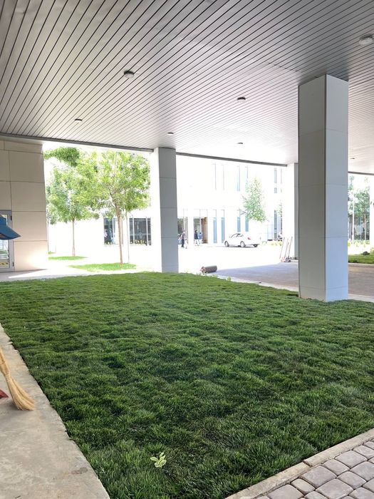 Gazon !!!  Рулон семена оптом