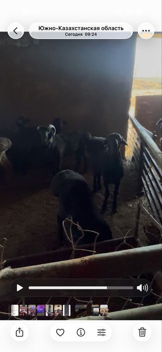 Продам баран Қой сатылады