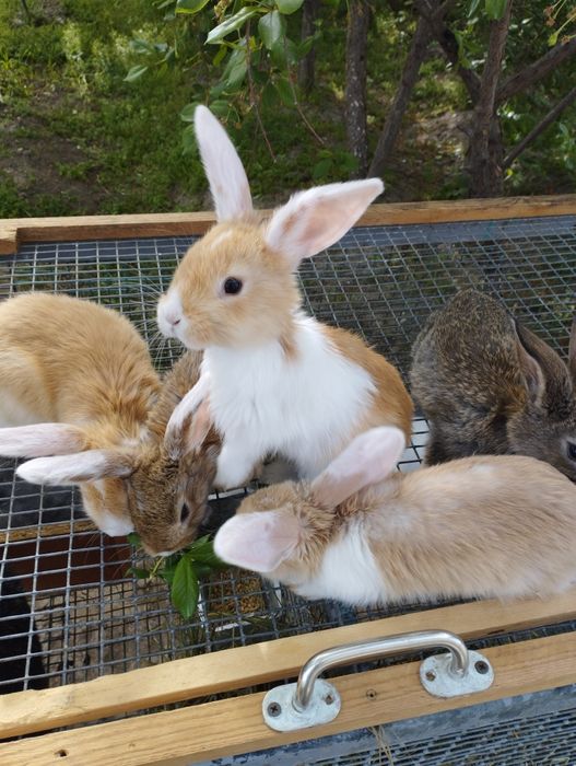 Продам  крольчат