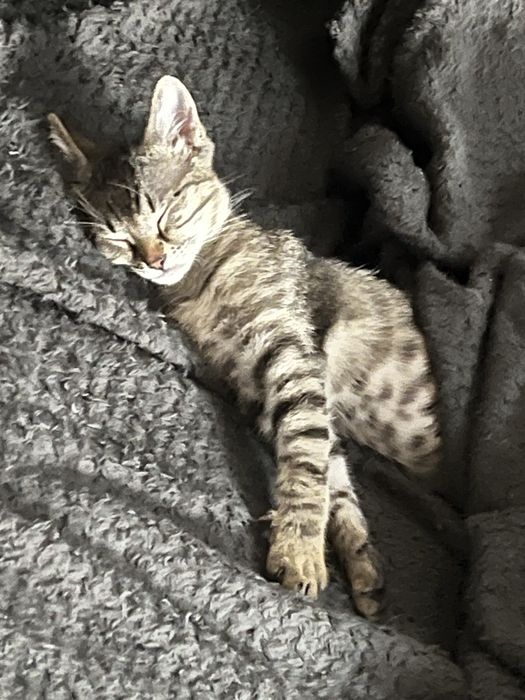 Малкото коте Есен