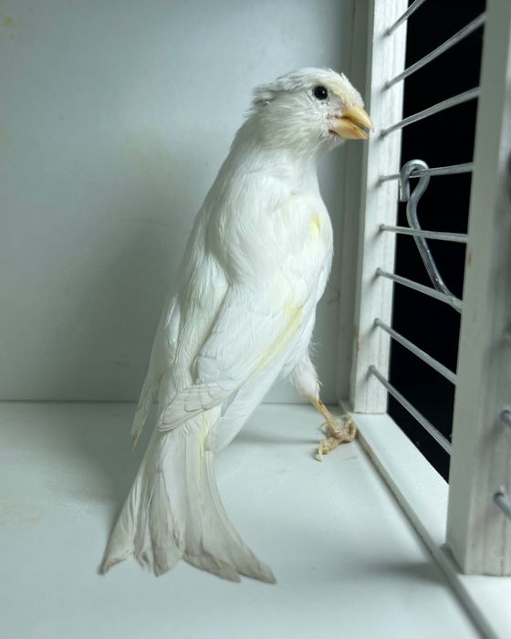 Kanareyka канарейка nar moda