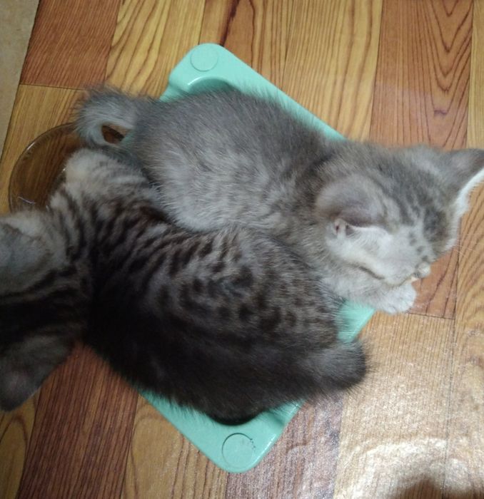 Шотландские Скоттиш страйт.