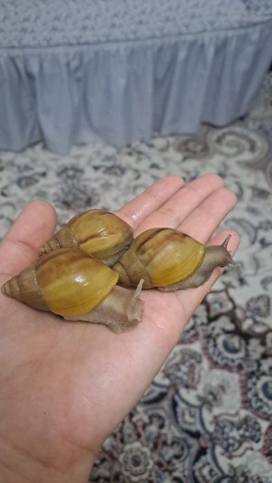 Улитка ахатин косметологический