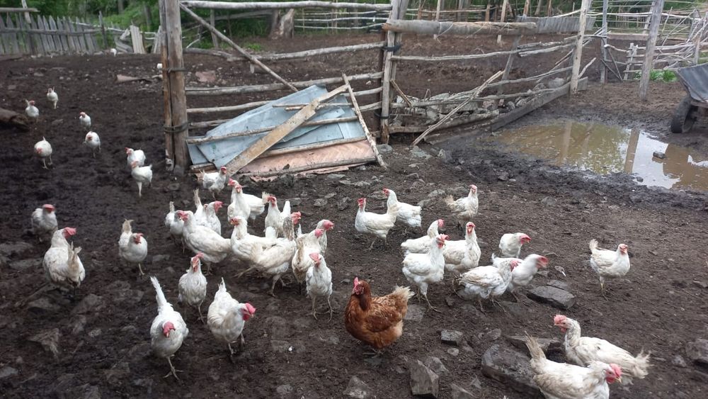 Продам кур несушек