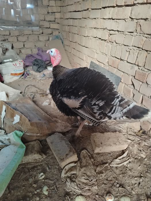 Продаются индюки гуси и утка