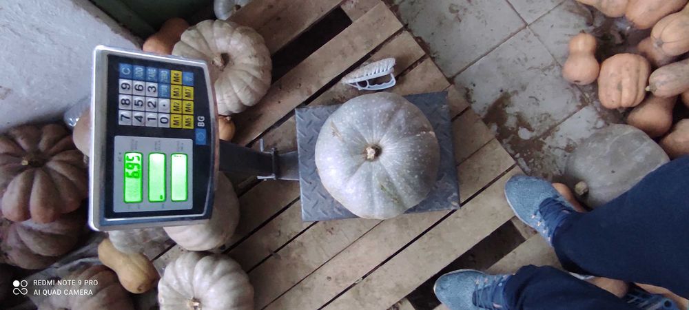 Тиква бяла,сампсон