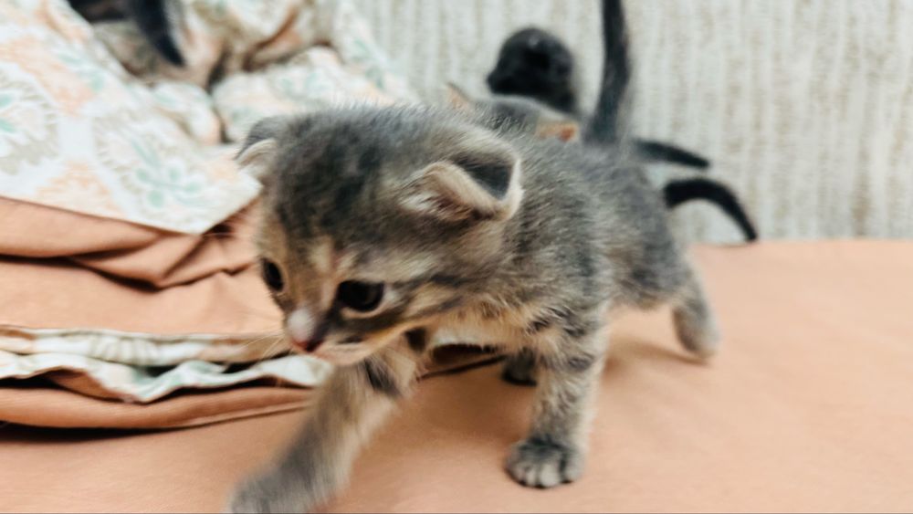 Продаются котята