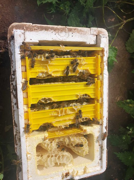 Matci buckfast,carnica și carpatine f1 imperecheate