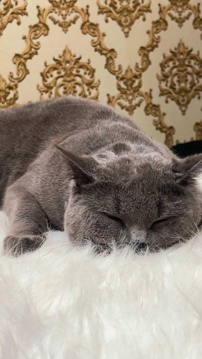 Вязка Британский кот .