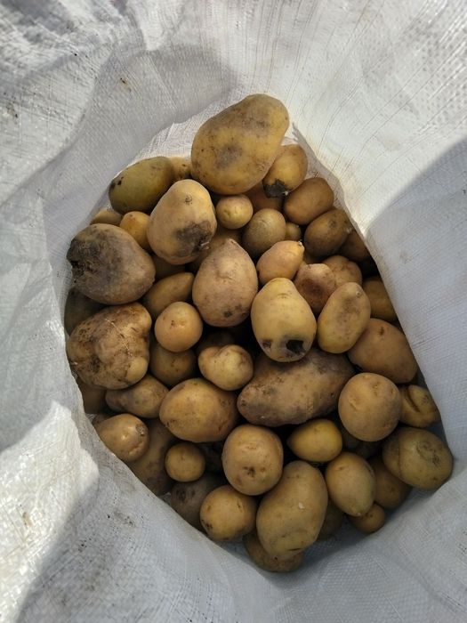 Продам картофель кормовой