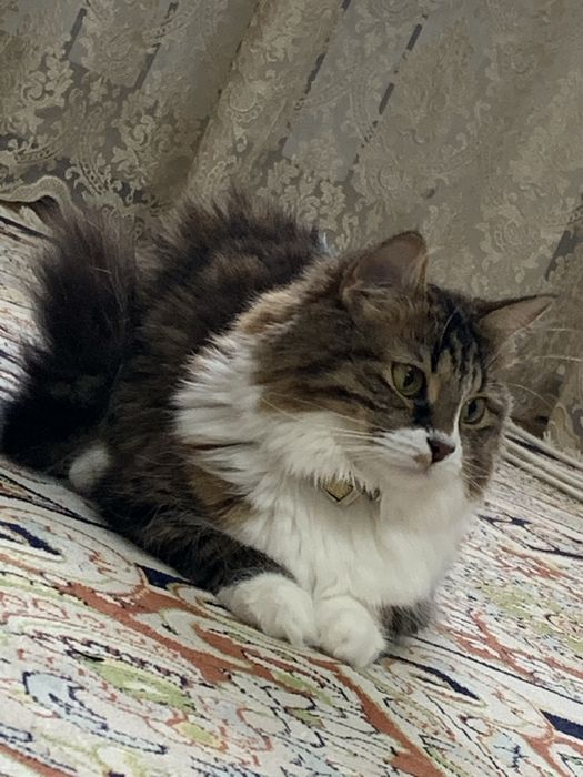 Отдам в добрые руки Кошку