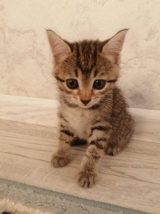 Отдам даром котят