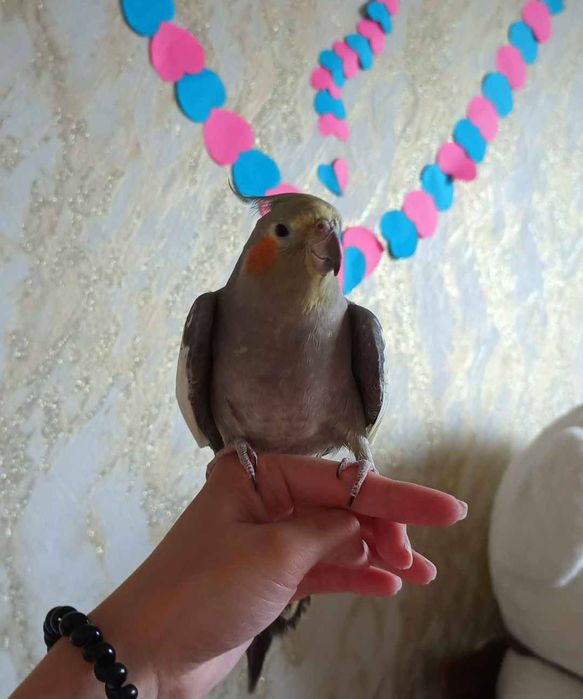 Продам попугая Корелла