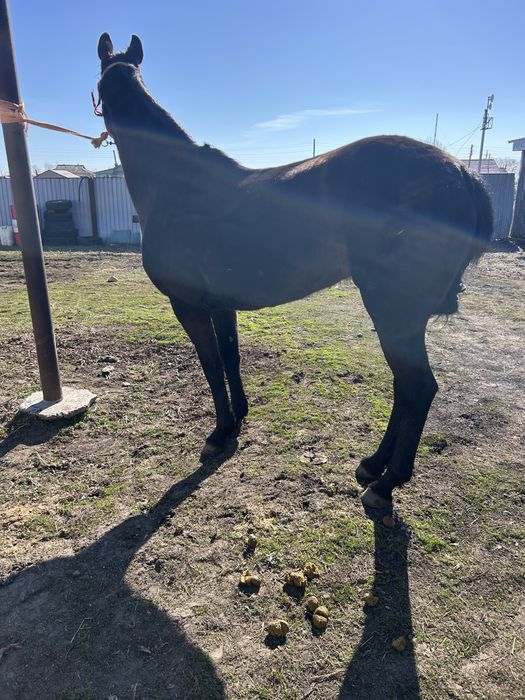 Чистокровный кобылка