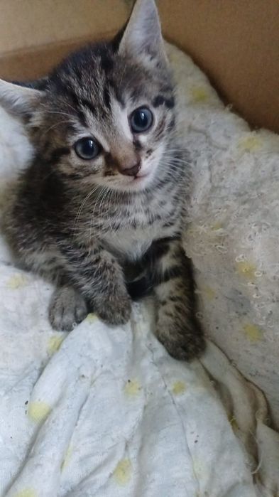 Отдам котят в добрые руки