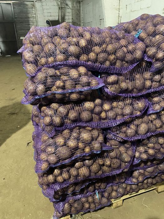 Картофель семена Гала