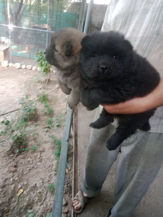 Продаются щенки Чау-чау